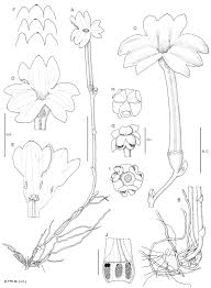 Image result for Monanthotaxis orophila