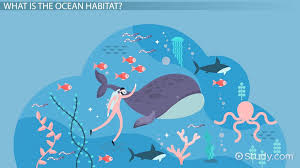 We did not find results for: Ocean Habitat Facts Lesson For Kids Video Lesson Transcript Study Com