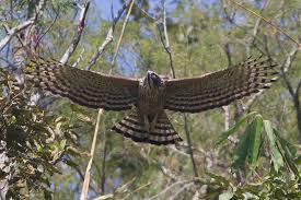 They feed on a range of prey. Mountain Hawk Eagle Wikipedia