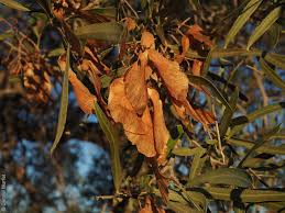 Image result for Atalaya alata