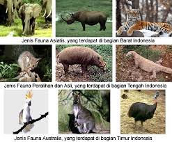 Dec 06, 2019 · letak astronomis benua australia yang benar pada tabel di atas ditunjukkan dengan kolom. Flora Fauna Benua Asia Masnurul