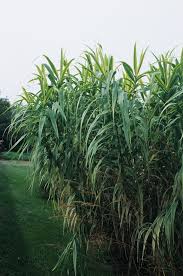 Image result for Arundo donax