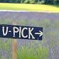 Lavender U-Pick 2026