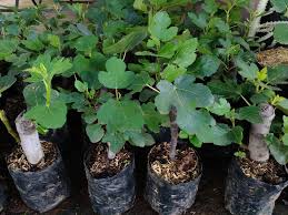Pohon buah tin dalam pot. Cara Budidaya Buah Tin Dalam Pot Bagi Pemula Pak Tani Digital
