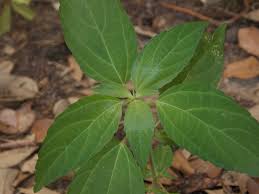 Image result for Acalypha volkensii