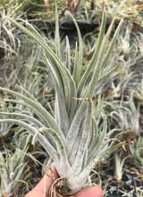 Image result for Teedia lucida