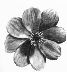 The dark red velvet flowers of a cosmos atrosanguineus exude a tempting smell of. Chocolate Cosmos By Fyrfly7 On Deviantart