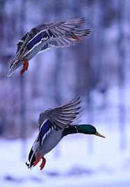 Pin By Mark K On Photo S Bird Hunting Waterfowl Hunting Mallard