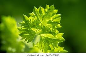 Image result for Petroselinum