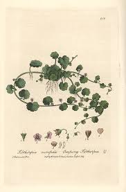 Image result for Sibthorpia europaea