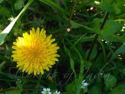 Taraxacum Officinale Dandelion