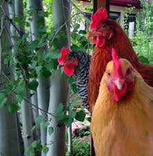 The company is one of the largest american hatcheries and is headquartered in iowa. Pin On Backyard Designer Chickens