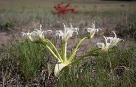 Image result for Brunsvigia