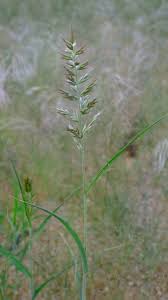 Image result for Schmidtia kalahariensis