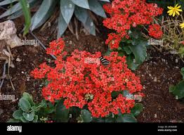Image result for Kalanchoe crenata