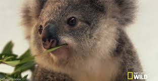 The 40 Cutest Gifs In The History Of The Internet Koala Cute Animals Koalas