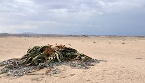 Image result for Pandiaka welwitschii