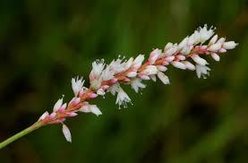 Image result for Persicaria madagascariensis