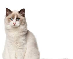 ラグドール catの画像