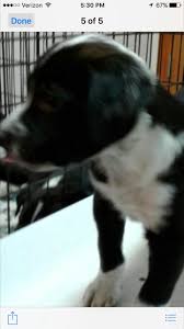 Find border collie breeders near you. Colorado Springs Co Border Collie Meet Puppies 10 Weeks A Pet For Adoption