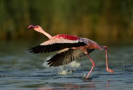 Image result for lesser flamingo