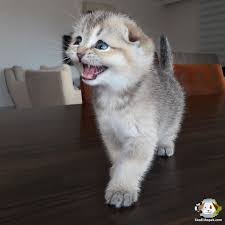 Satilik Scottish Fold Panosundaki Pin