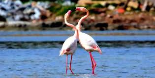 Kucukkoy Flamingolari Alli Turna Badavut Tuzla Ayvallik Ve Tuzla Sarimsakli Mevkii Flamingo Phoenicopterus Flamingolar P Flamingo Sanat Etkinlikleri Oya