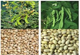 Image result for Cajanus cajan