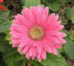 非洲菊 扶郎花 gerbera jamesoni 香港北區花鳥蟲魚展north district flower show hong kong gerbera daisy plants gerbera