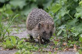 Auch allerlei tierarten können sich auf diesem fleckchen kultivierter natur befinden. Artenvielfalt Im Garten Nabu