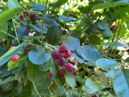 Image result for Amelanchier alnifolia