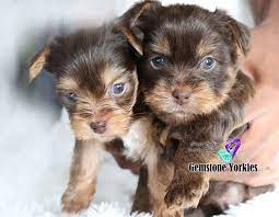 Parti yorkie puppies for sale near me. About Chocolate And Parti Colored Coat Yorkshire Terriers Gemstone Yorkies Boutique Exotic Rare Yorkies Merle Yorkies Breeder California Teacup Yorkie Puppies For Sale Colorful Yorkie Puppies Gold Blonde Yorkies Black Chocolate Blue Eyed Merle