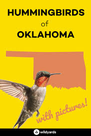 Backyard Birds Of Southern Illinois All 6 Hummingbirds In Oklahoma With Pictures Maps In 2020 Hummingbird Humming Bird Feeders Illinois