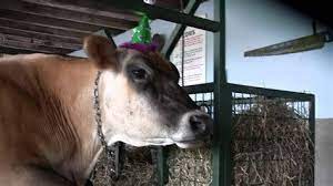 15% off with code zcreatetoday. Pictures Of Cows In Hats