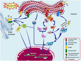 Maybe you would like to learn more about one of these? Frontiers A Molecular Web Endoplasmic Reticulum Stress Inflammation And Oxidative Stress Cellular Neuroscience