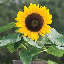 The flower made its way to the rest of europe via explorers who brought seeds to spain. Sunny Smile F1 Sunflower Seed Johnny S Selected Seeds Dwarf Sunflowers Planting Sunflowers Sunflower