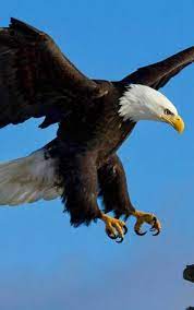 Check spelling or type a new query. Eagle Wallpaper Best Cool Eagle Wallpapers For Android Apk Download