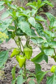 Paprika anbauen ist ein video unserer serie gemüseanbau im garten, in der wir kurze und paprika selber aussäen und vorziehen für den garten. Paprika Busch Im Garten Im Sommer Fototapete Fototapeten Die Landschaft Kaukasien Paprika Myloview De