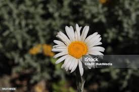 Image result for Athrixia