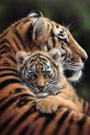 Pinterest Image Organiser Web Integration Uk Specialist Animals Beautiful Animals Animals Wild