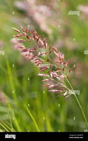 Image result for Melinis nerviglumis