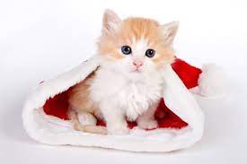 Cats Wallpaper Download Free Hd Wallpapers Of Cats For Desktop Mobile Laptop In Any Resolution Desktop Cute Cat Wallpaper Cat Wallpaper Kitten Wallpaper