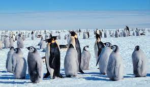 In 1980, a tiny emperor penguin made international zoological history. Emperor Penguin