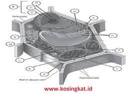 Kunci Jawaban Ipa Kelas 7 Halaman 26 27 Uji Kompetensi 1 Kosingkat