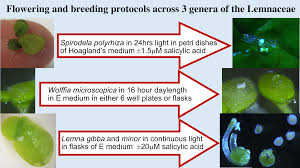 Image result for Wolffiella welwitschii