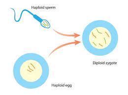 Diploid and haploid zygotes were successfully reconstructed, but a large proportion of them still had a tripolar spindle assembly. Diploid Cell The Definitive Guide Biology Dictionary