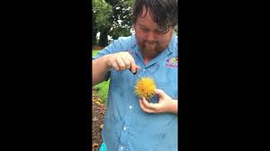 Image result for Caloncoba welwitschii