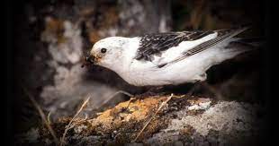 kar kiraz kusu kusu kus