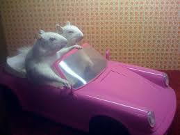 17 Really Strange Pinterest Boards Taxidermy Funeral Home Diorama