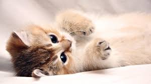 1920x1080 full hd cute romantic love wallpapers for laptop cute love hd wallpapers for desktop best love. Cute Laptop Wallpaper Hd 1080p Novocom Top